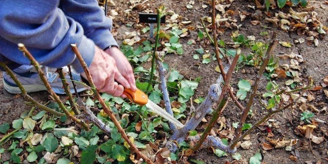 Kasım ayında hangi ağaçlar budanır? Sonbahardan kışa geçişte bu bitkiler coşacak! 2